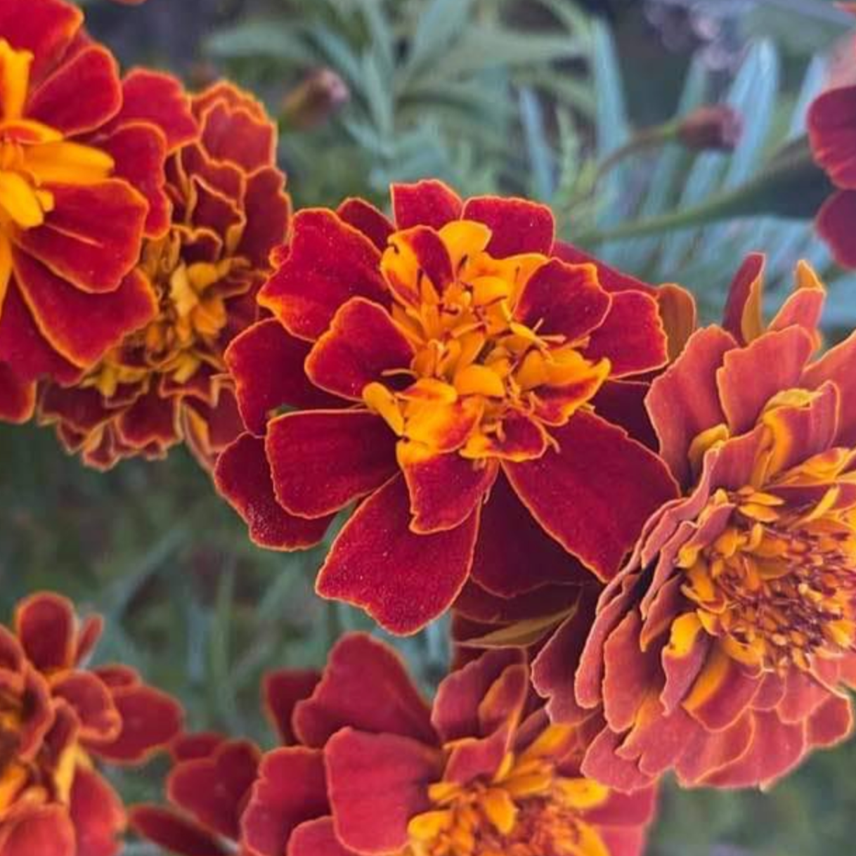 French Marigold Sparky flowers with vibrant orange and yellow petals.