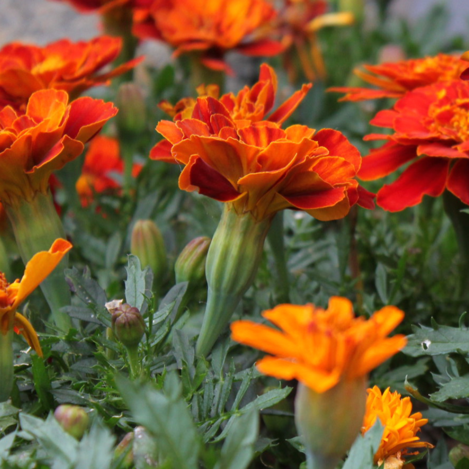 French Marigold Sparky blooms with vibrant orange and yellow pom-pom flowers amidst green foliage.