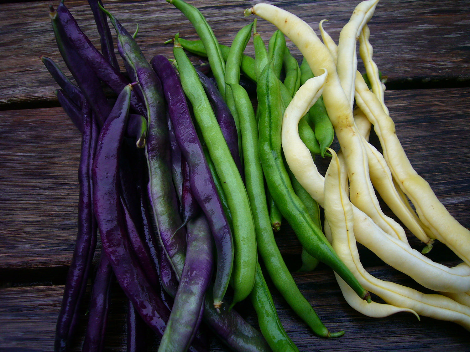 Beans  Haricots