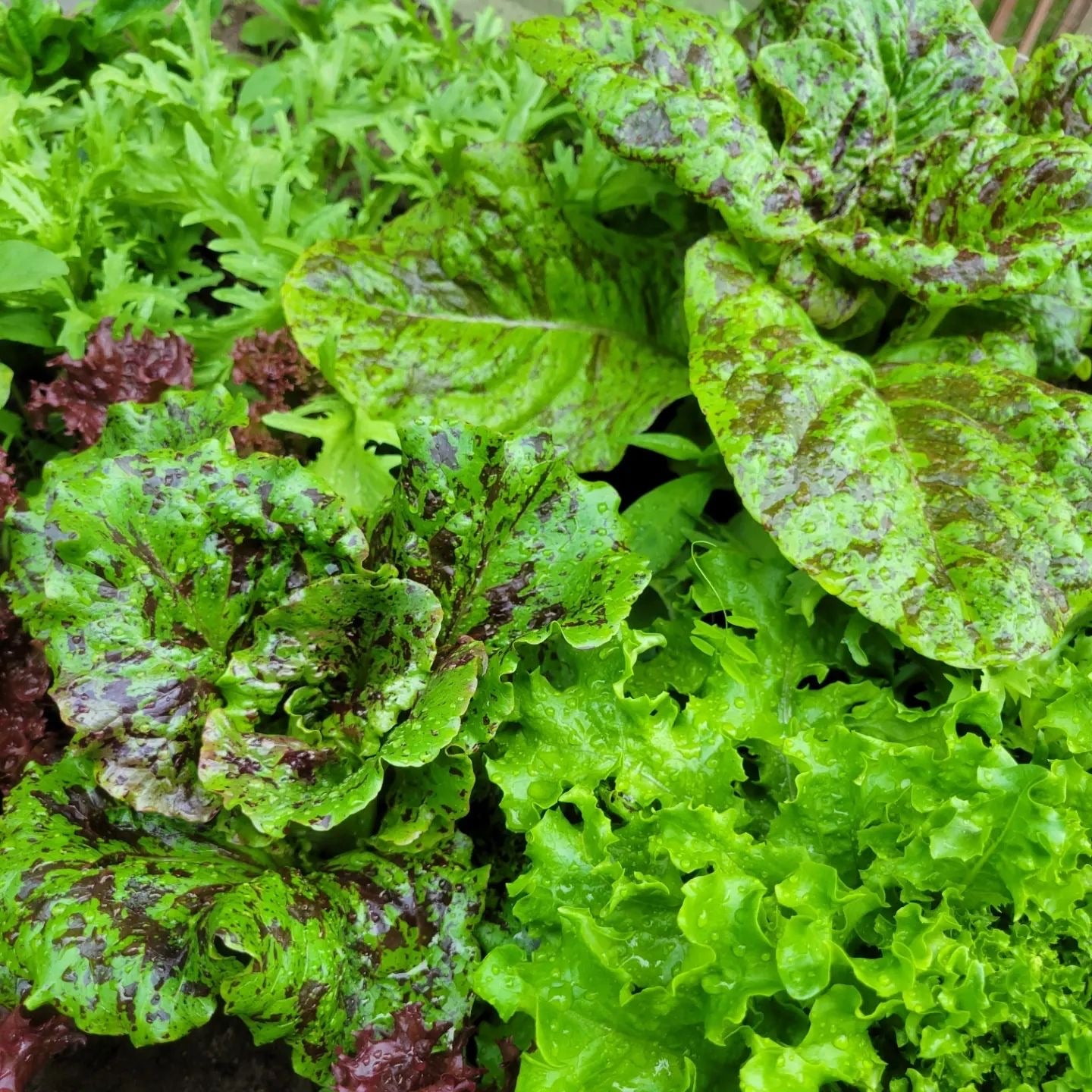 Vegetables  Légumes