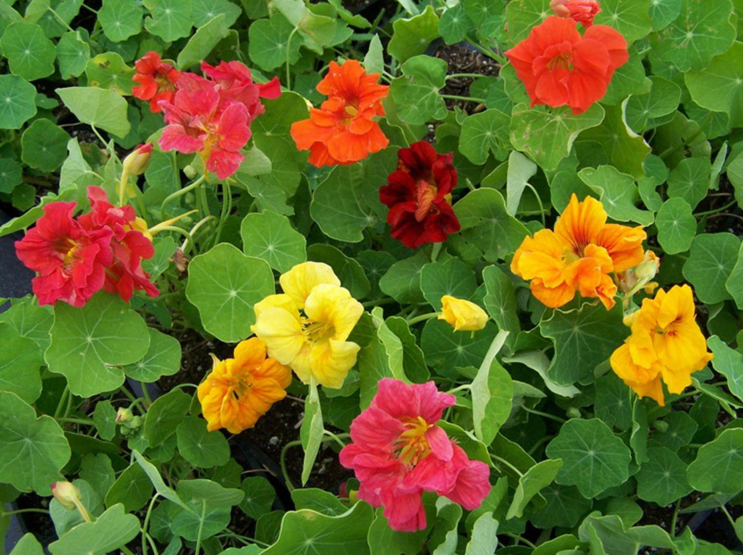 Nasturtium
