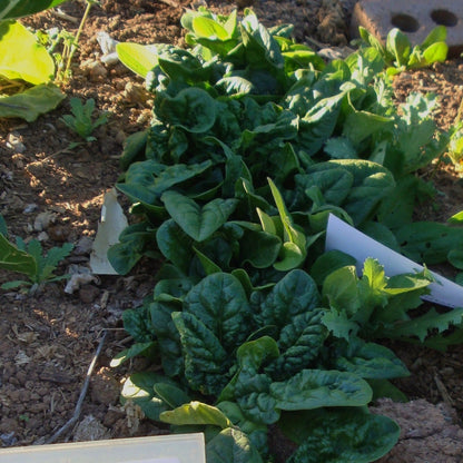 Heirloom Spinach Bloomdale