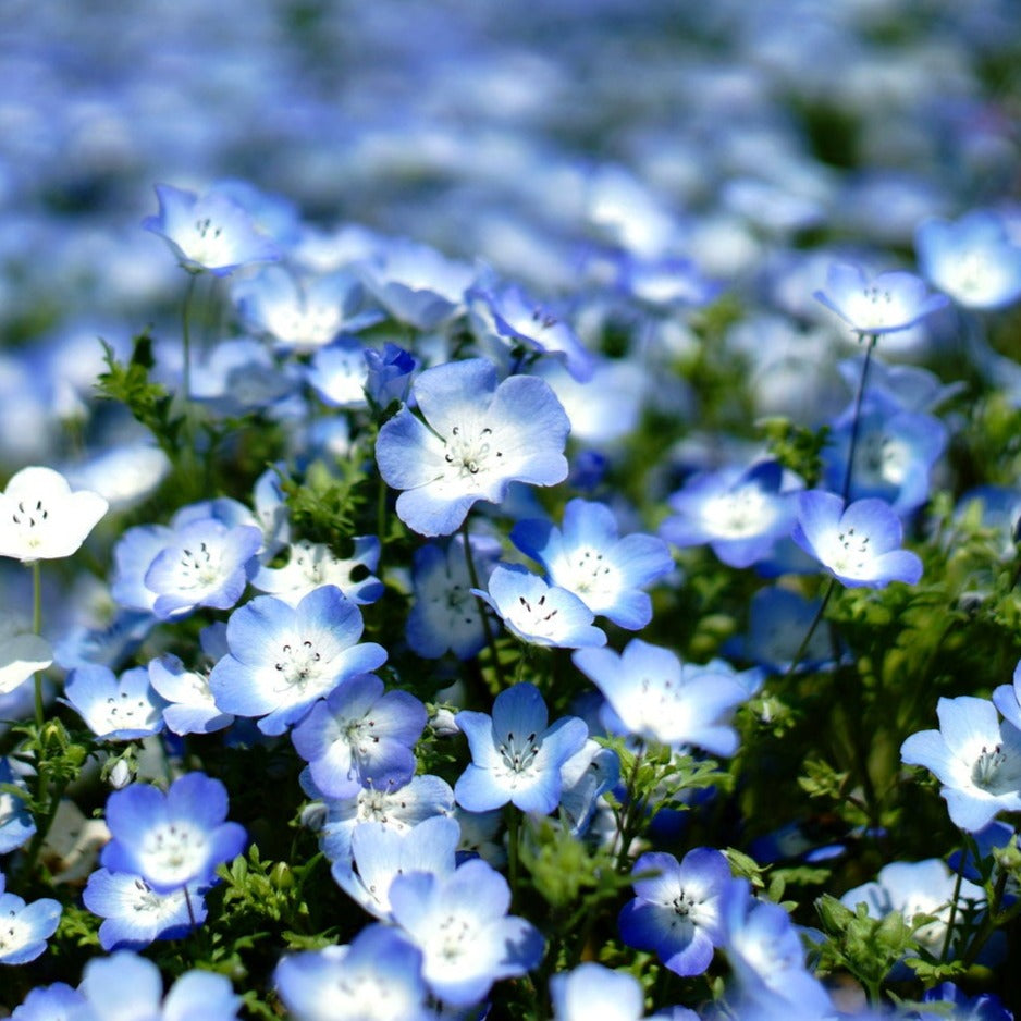 Delicate Nemophila Five Spot flowers with sky-blue petals and white centers in a garden.