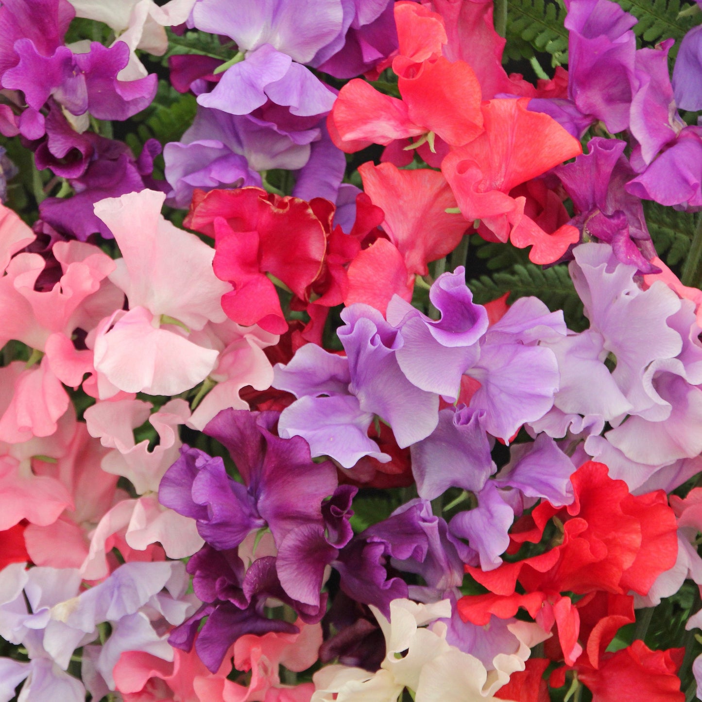 Royal Blend Sweet Pea - Climbing Type