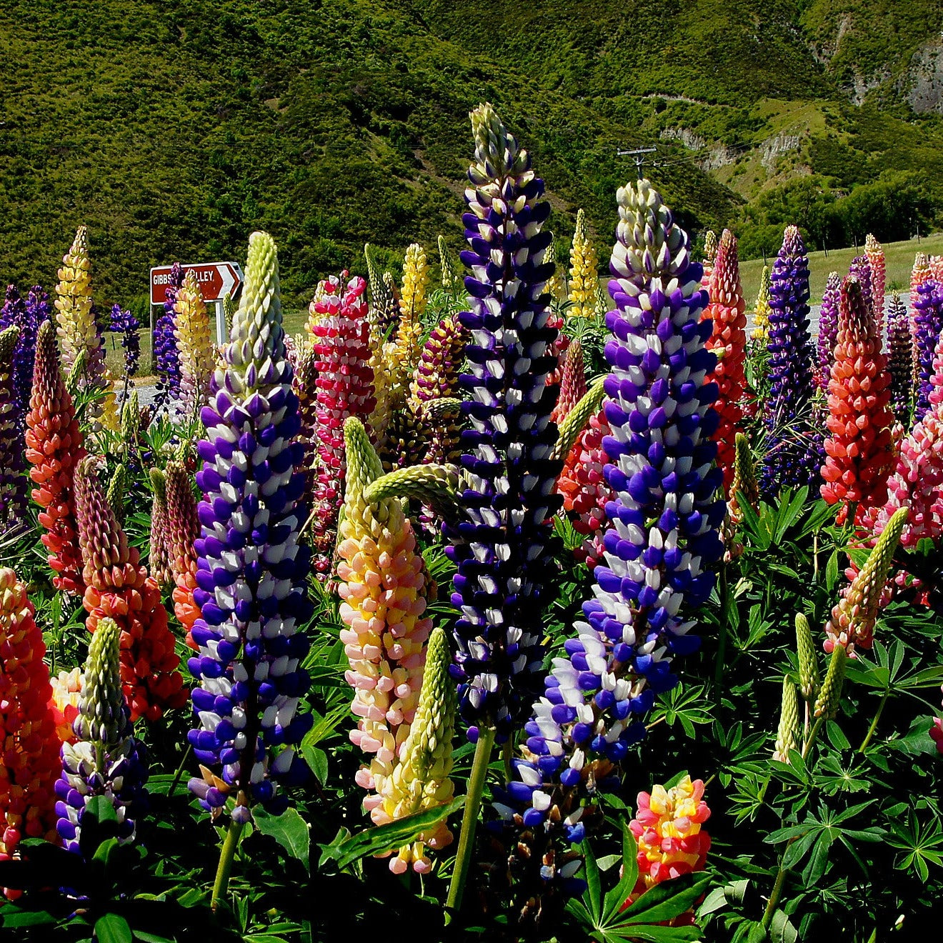 Russell’s Hybrids Mix Lupins