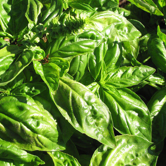 Sweet Basil Heirloom leaves in sunlight, aromatic herb for culinary use.