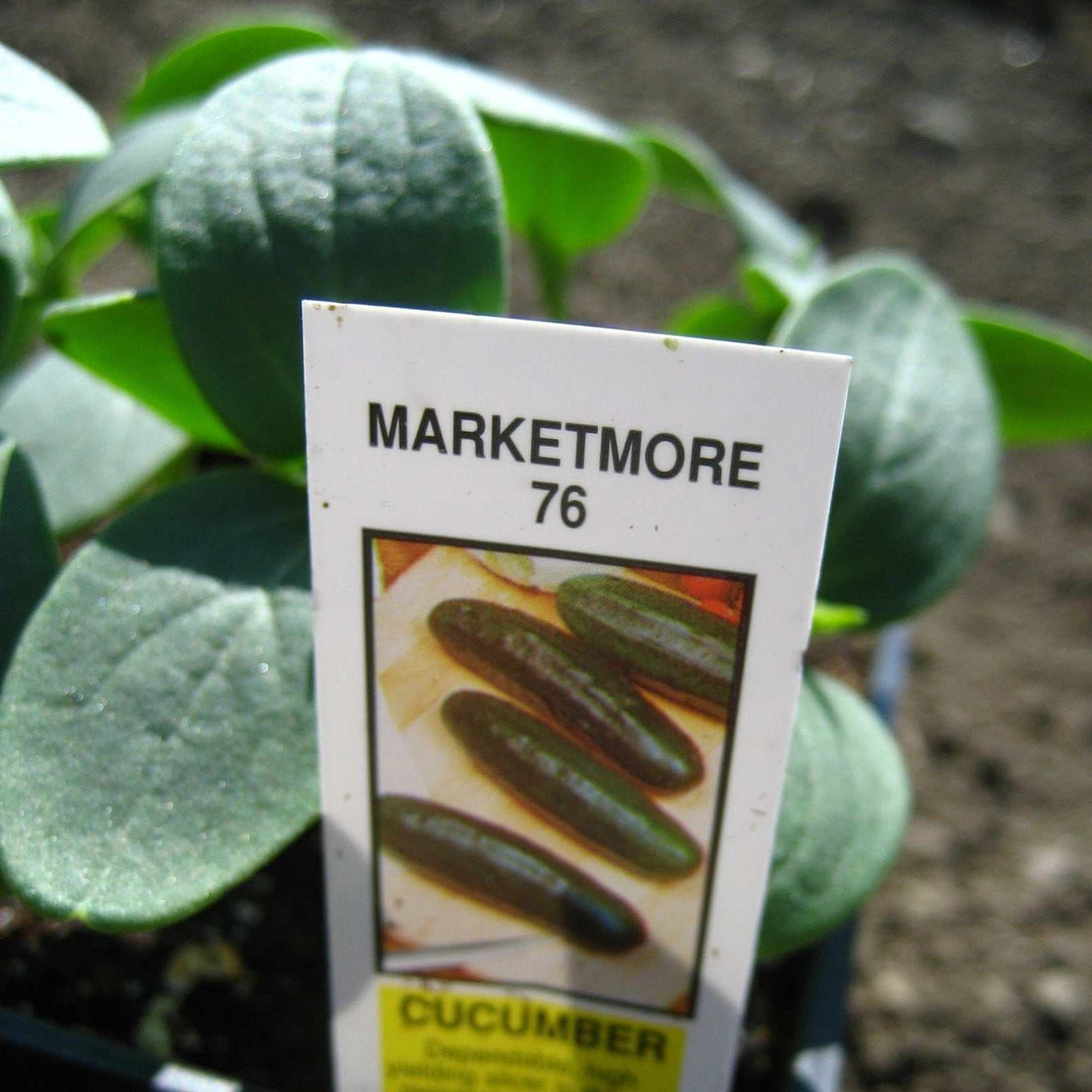 Marketmore 76 Cucumber - Heirloom Variety, Disease Resistant – Matches ...