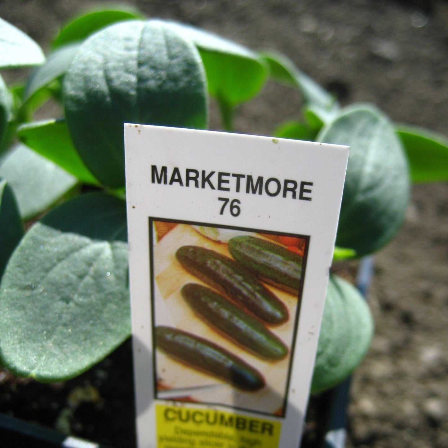 Marketmore 76 Cucumber seed packet with dark green cucumbers in a garden setting.