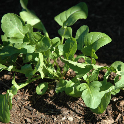 Heirloom arugula roquette plant with vibrant green leaves growing in soil.