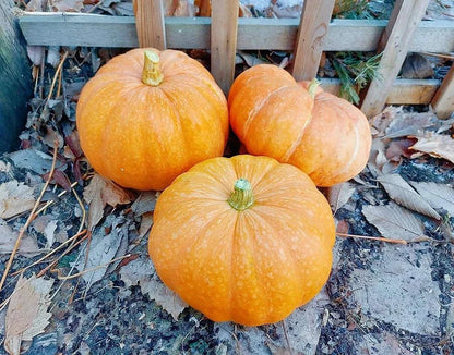 Moranga Pumpkin Seeds – Unique heirloom pumpkins with ribbed, pale salmon-colored rind.