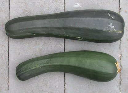 Zucchini Black Beauty / Courgette Black Beauty