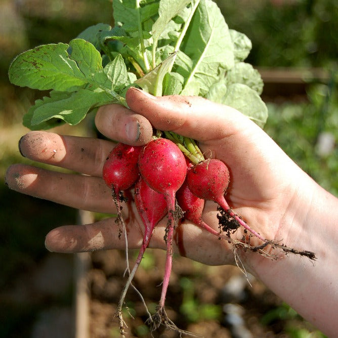 Family Garden Bundle