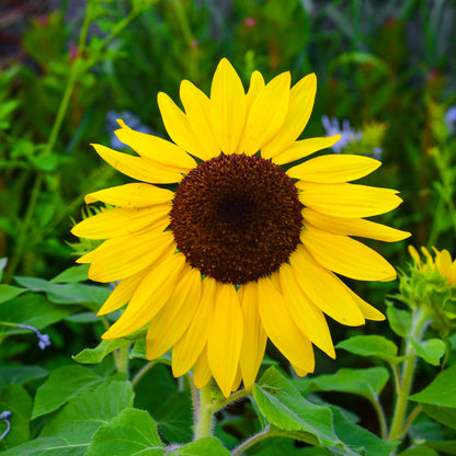 Suntastic Sunflower