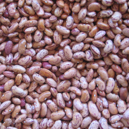French Horticulture Bean Seeds