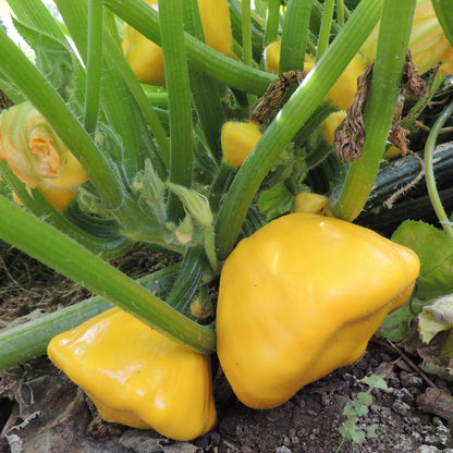 Vibrant golden-yellow scallop squash on a plant with green leaves.