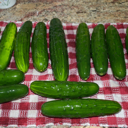 Marketmore 76 Cucumbers on red checkered cloth, showcasing dark green, straight, heirloom variety.