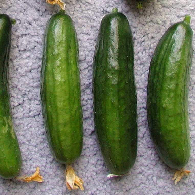 Beit Alpha Burpless Lebanese cucumbers on display, showcasing crisp texture and minimal bitterness.