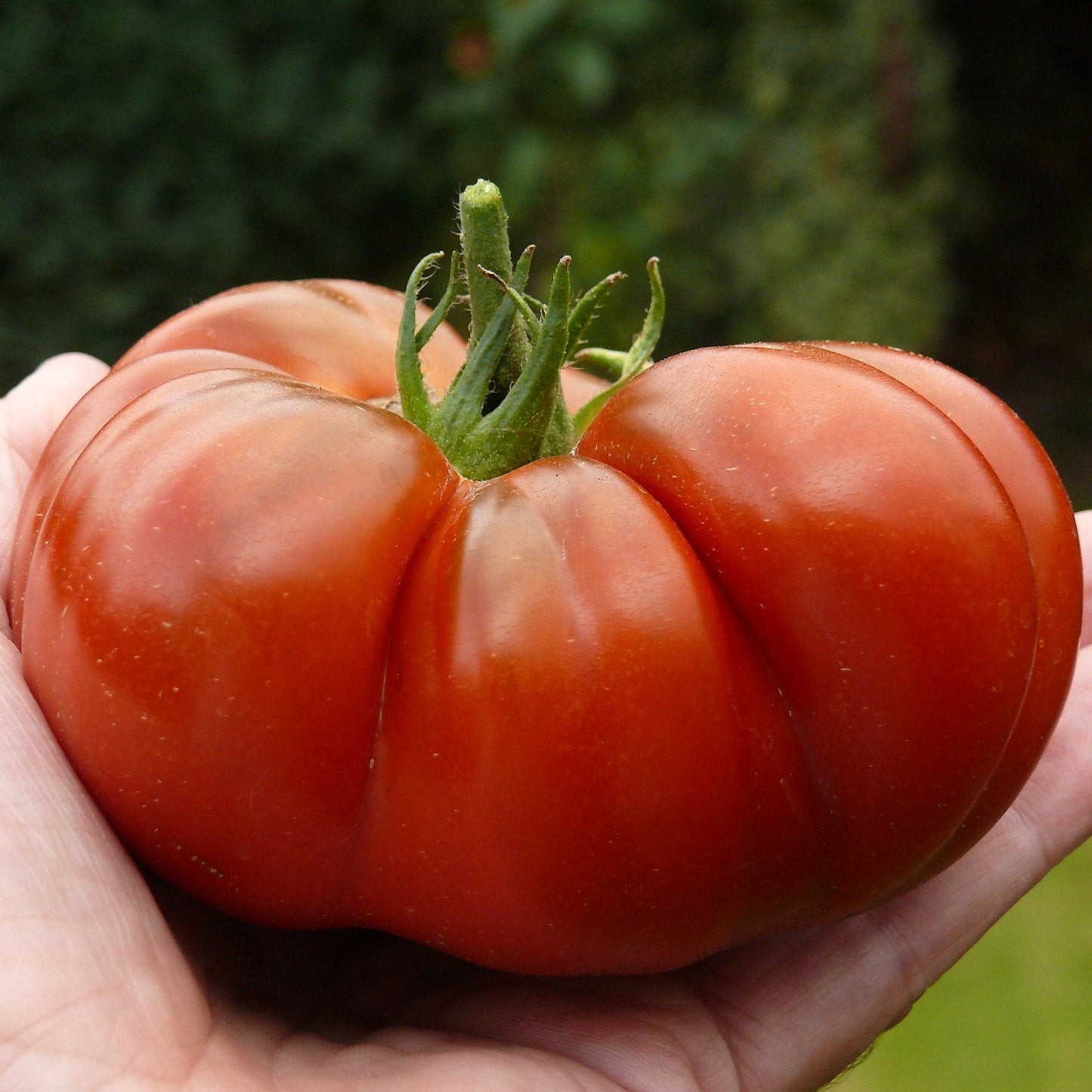 Family Garden Bundle