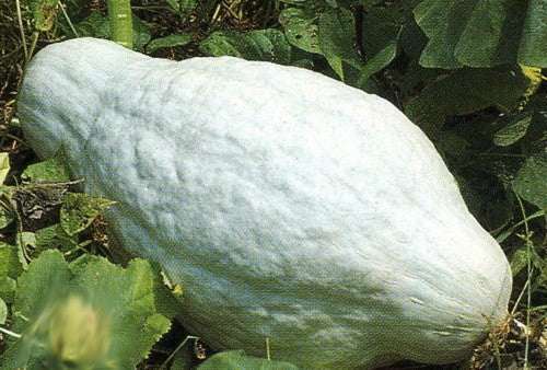 Blue Hubbard squash growing in a garden, showing its large size and slate-blue rind.