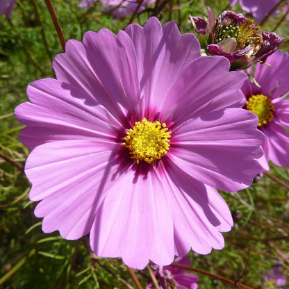 Cosmos Early Sensation Mix vibrant pink bloom close-up in sunlight.