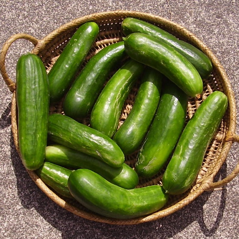 Beit Alpha Burpless Lebanese Type cucumbers in a woven basket.