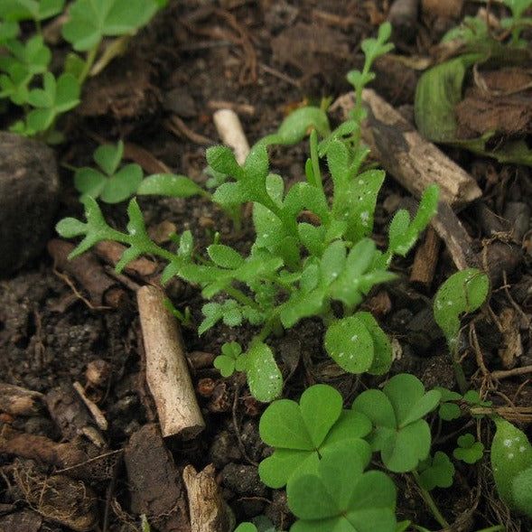 Nemophila Five Spot seedling with green leaves.