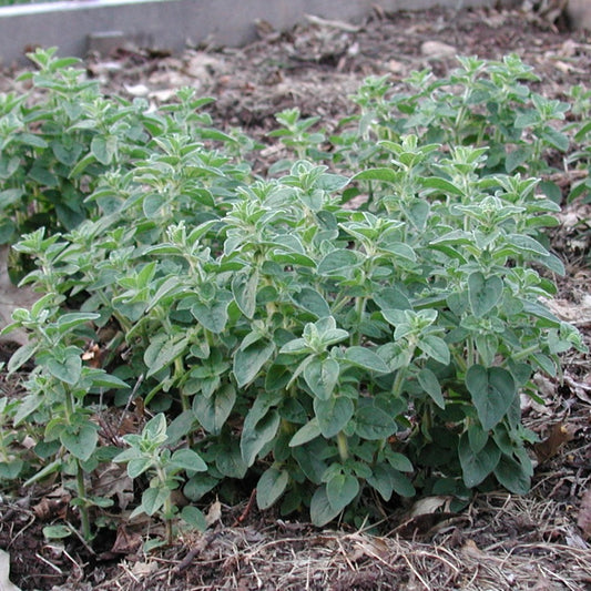 Oregano Heirloom plants growing in a garden.