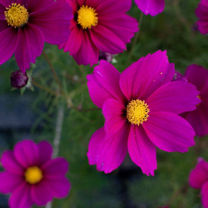 Cosmos Early Sensation Mix flowers in vibrant magenta.