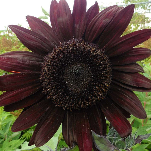 Sunflower Ultimate Collection seed packet showcasing a dark red sunflower in full bloom.