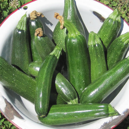 Family Garden Bundle