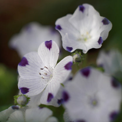 Nemophila Five Spot (Baby Blue Eyes)