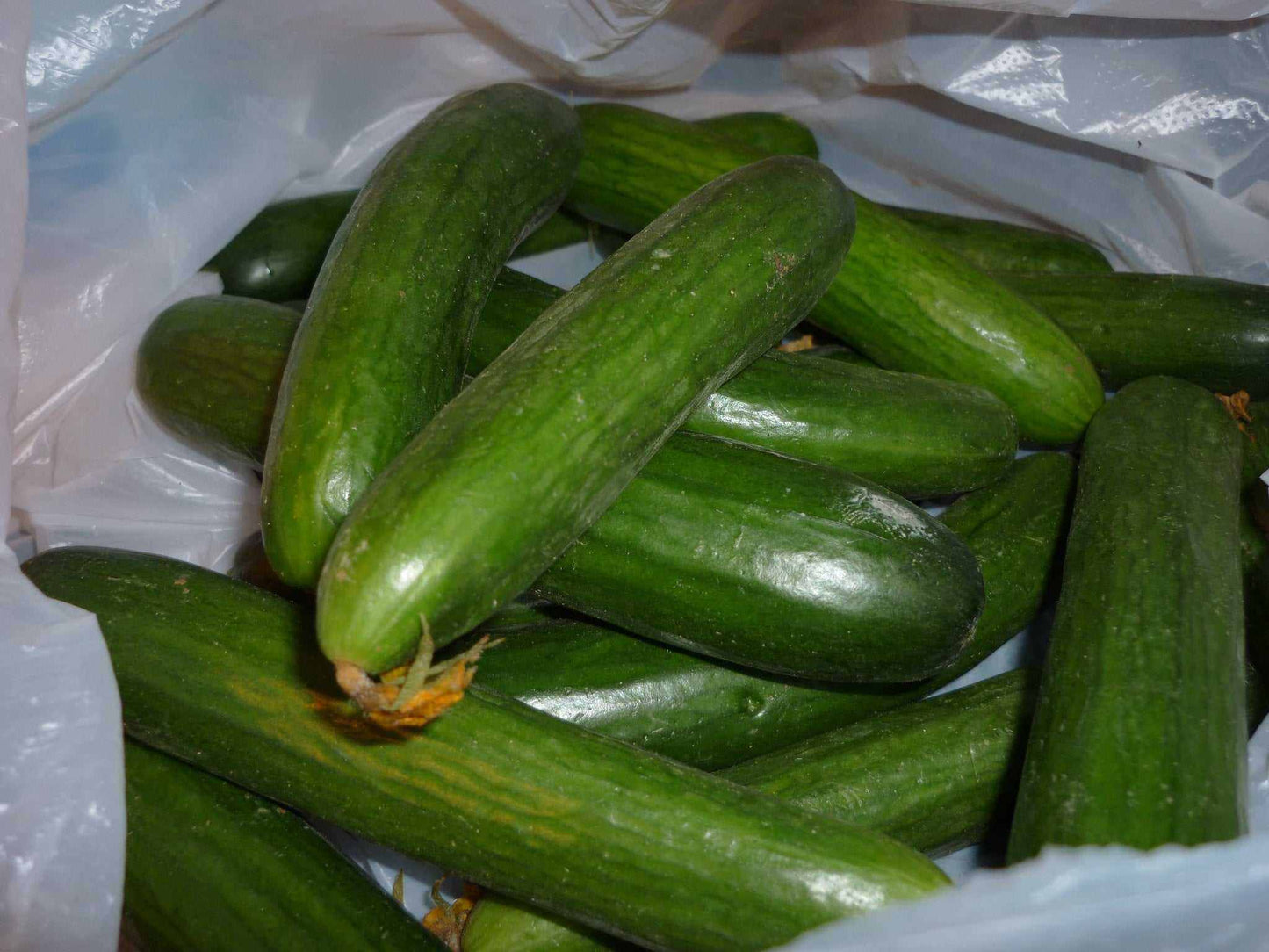 Beit Alpha Burpless Lebanese Type cucumbers in a bag, known for crisp and refreshing flavor.