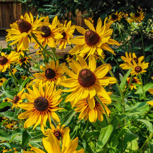 Pollinator Seed Mixture / Mélange de semences pour pollinisateurs