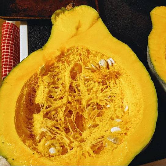 Blue Hubbard Squash with sweet orange flesh, heirloom variety seeds, Cucurbita maxima.