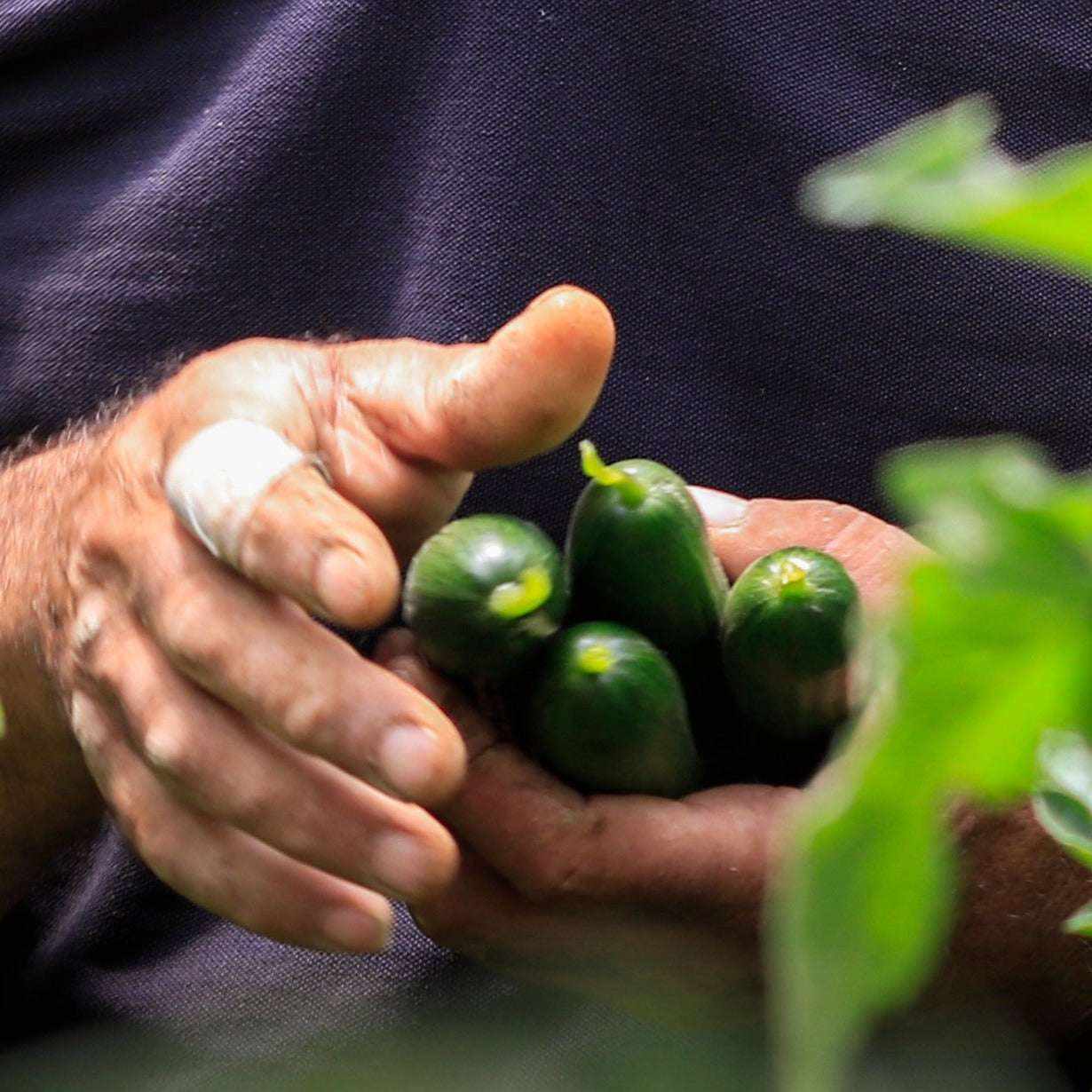 Beit Alpha Burpless Lebanese cucumbers harvested; crisp, disease-resistant variety ideal for home gardens.