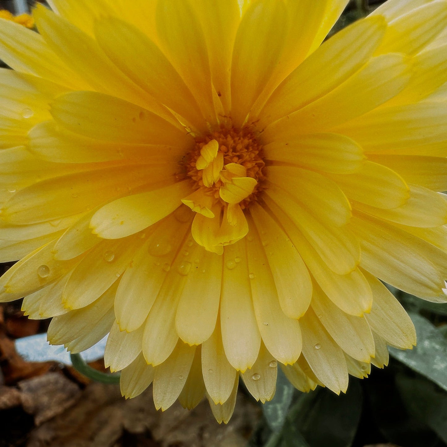 Calendula Pacific Beauty Mix / Souci Des Jarden Melange Pacific Beauty