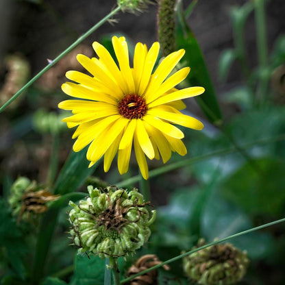 Calendula Pacific Beauty Mix / Souci Des Jarden Melange Pacific Beauty