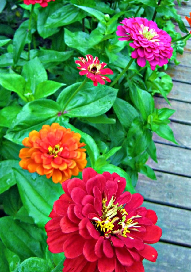 Giants of California Mixture Zinnia