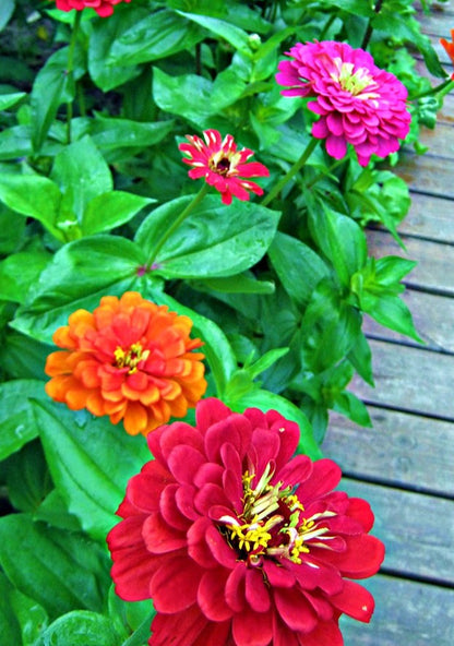 Giants of California Mixture Zinnia