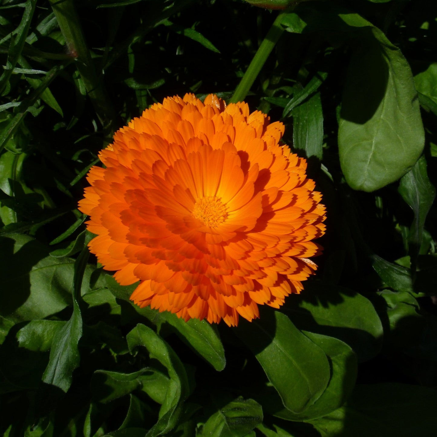 Calendula Pacific Beauty Mix / Souci Des Jarden Melange Pacific Beauty