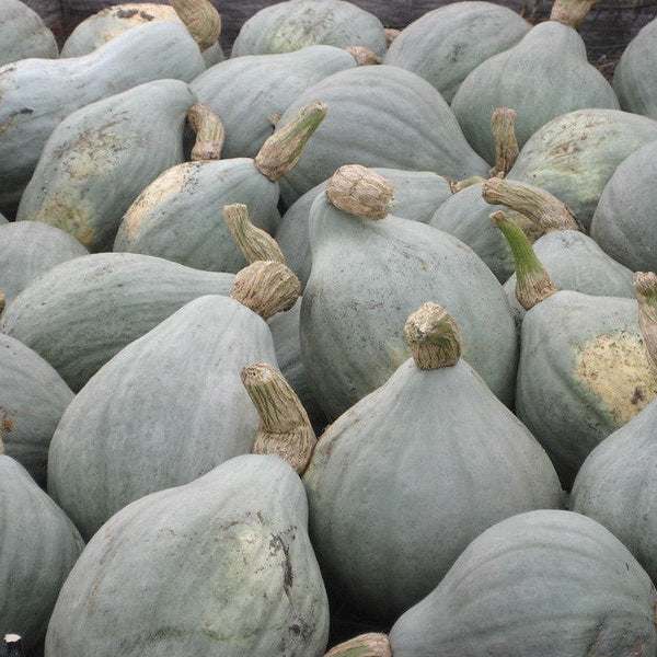 Blue Hubbard Squash Seeds – Heirloom, Non-GMO, large slate-blue squashes for winter storage.