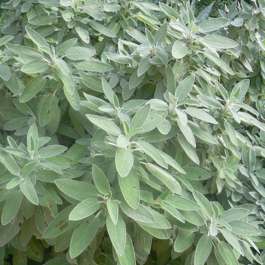 Heirloom Sage Herb Non Treated