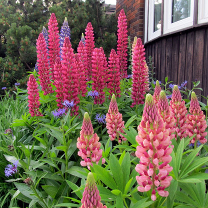 Russell’s Hybrids Mix Lupins