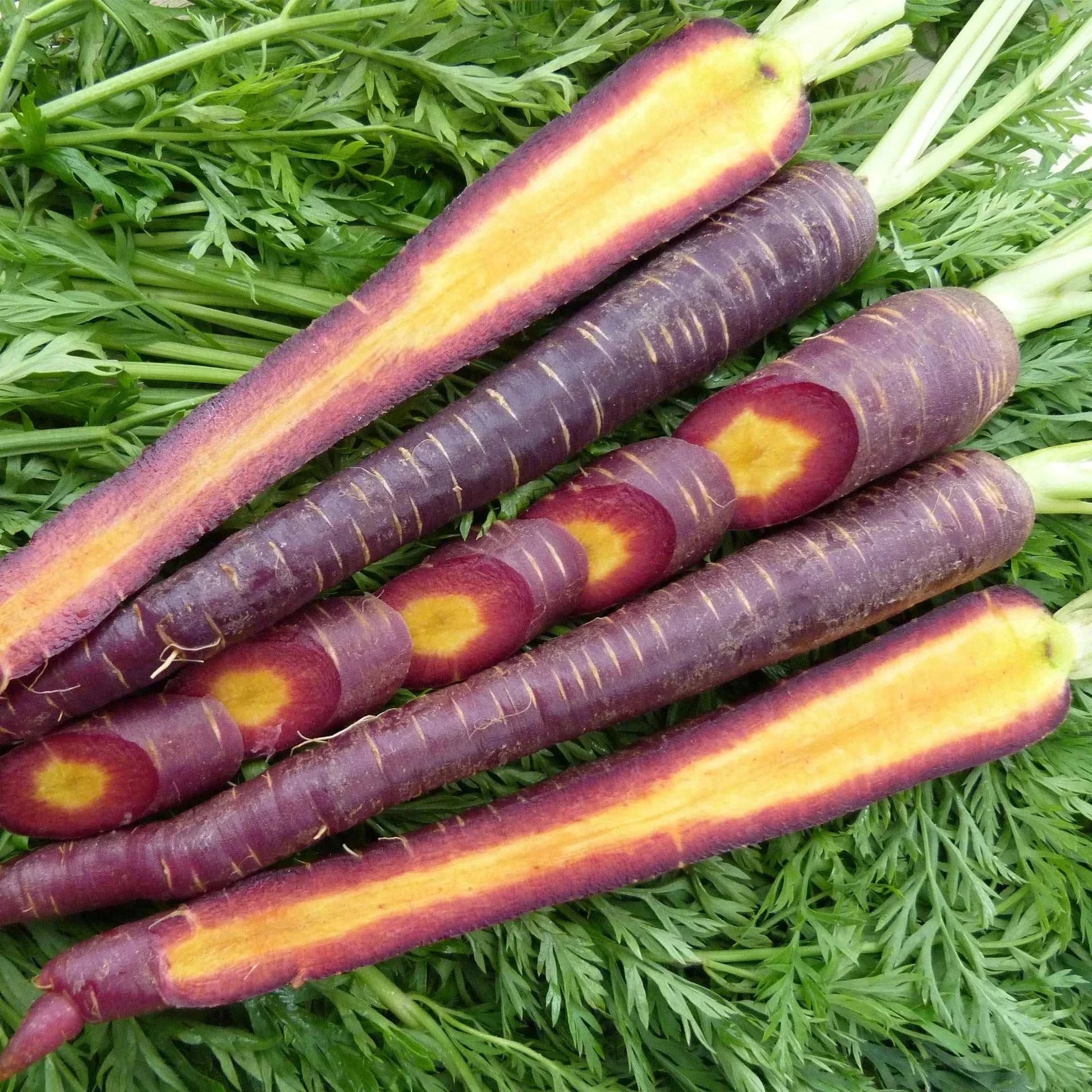 Cosmic Purple Carrot heirloom seeds with vibrant purple skin and orange centers on leafy background.