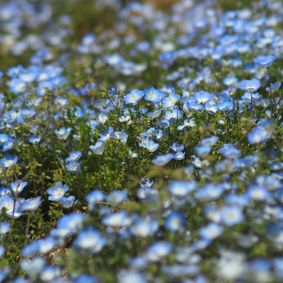 Nemophila Five Spot (Baby Blue Eyes) flowers with sky-blue petals and white spots in a lush garden setting.