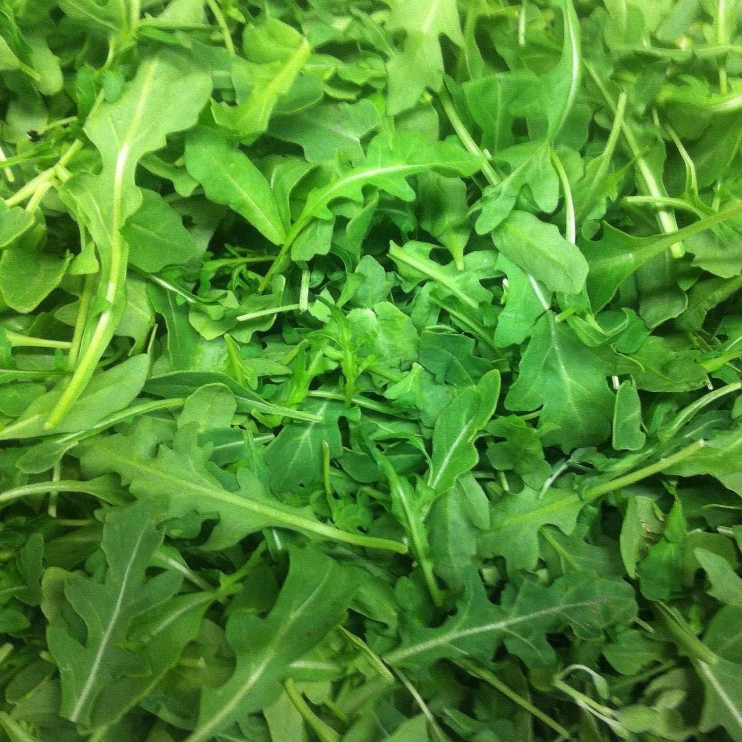 Heirloom Arugula Roquette leafy greens with peppery flavor.