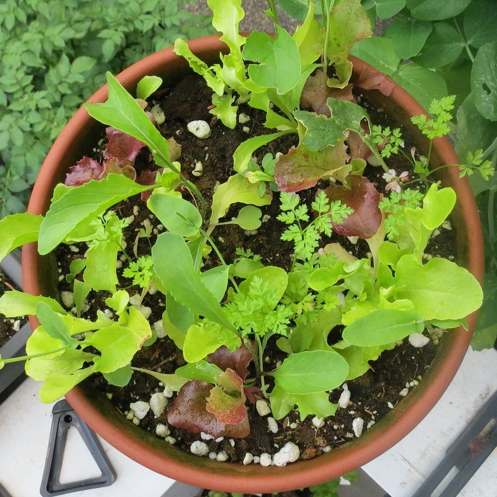 Mesclun Mix Greens growing in a pot, showcasing a variety of salad greens like arugula, red leaf lettuce, and spinach.