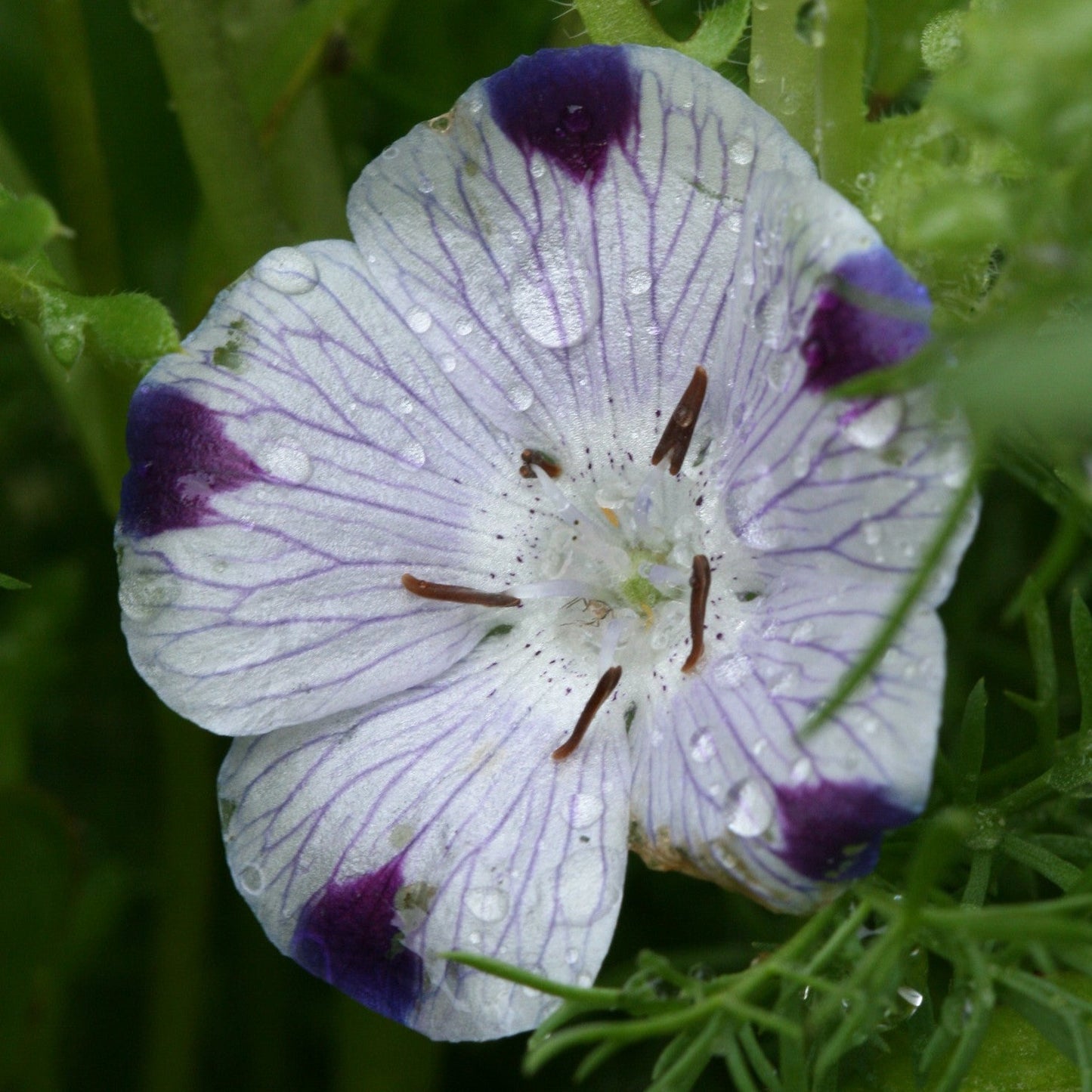 Nemophila Five Spot (Baby Blue Eyes)