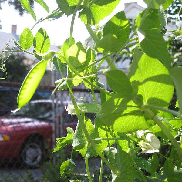 Alaska Shelling Peas Matches Seeds