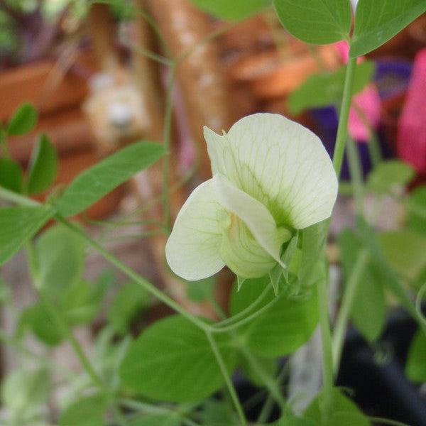 Alaska Shelling Peas Matches Seeds